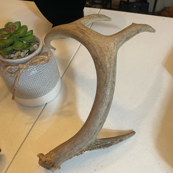 🦌5x4 Matching whitetail antler set - Picture 7 of 8